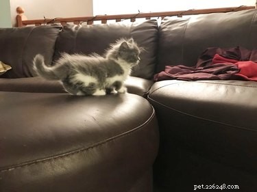 19 Adorable Pets with Compact Legs: Big Cuteness in Every Move