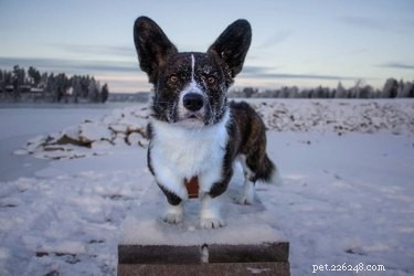 19 Adorable Pets with Compact Legs: Big Cuteness in Every Move