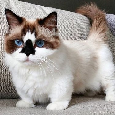 19 Adorable Pets with Compact Legs: Big Cuteness in Every Move
