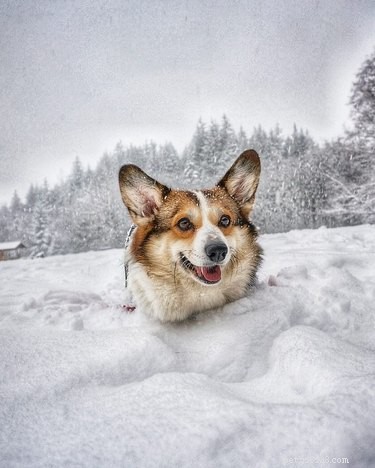 19 Adorable Pets with Compact Legs: Big Cuteness in Every Move