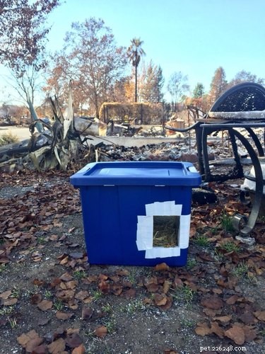 California Wildfire Pets Reunited Thanks to Dedicated Volunteer Rescue Teams