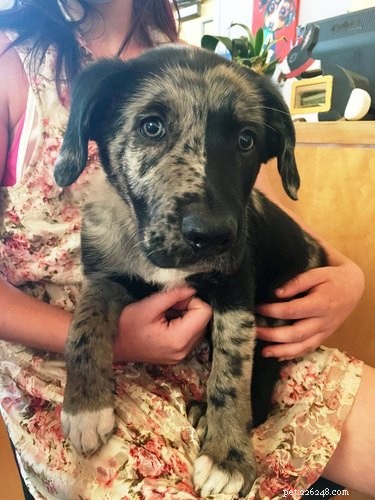 California Wildfire Pets Reunited Thanks to Dedicated Volunteer Rescue Teams
