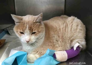 California Wildfire Pets Reunited Thanks to Dedicated Volunteer Rescue Teams