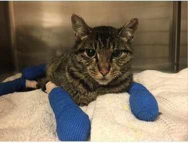California Wildfire Pets Reunited Thanks to Dedicated Volunteer Rescue Teams