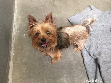 California Wildfire Pets Reunited Thanks to Dedicated Volunteer Rescue Teams