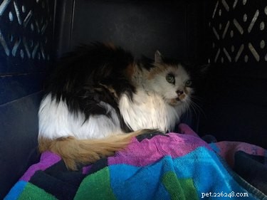 California Wildfire Pets Reunited Thanks to Dedicated Volunteer Rescue Teams
