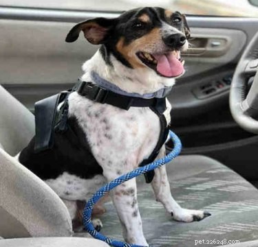 California Wildfire Pets Reunited Thanks to Dedicated Volunteer Rescue Teams