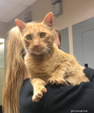 California Wildfire Pets Reunited Thanks to Dedicated Volunteer Rescue Teams