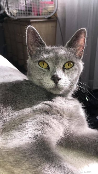 California Wildfire Pets Reunited Thanks to Dedicated Volunteer Rescue Teams