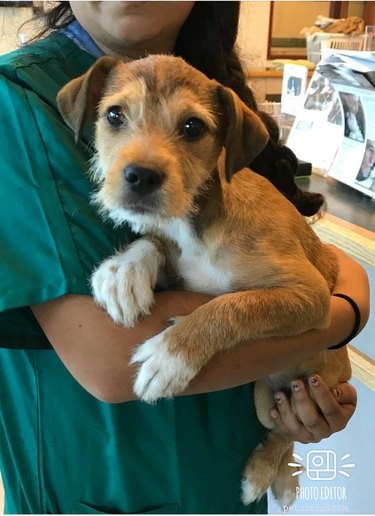 California Wildfire Pets Reunited Thanks to Dedicated Volunteer Rescue Teams