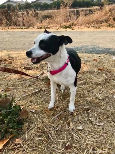 California Wildfire Pets Reunited Thanks to Dedicated Volunteer Rescue Teams