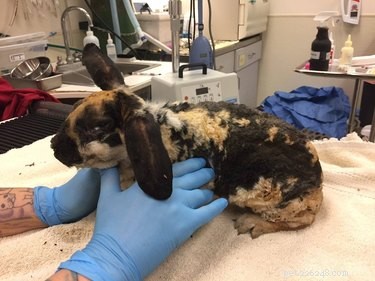 California Wildfire Pets Reunited Thanks to Dedicated Volunteer Rescue Teams