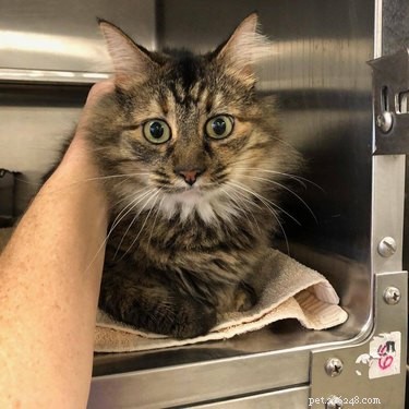 California Wildfire Pets Reunited Thanks to Dedicated Volunteer Rescue Teams