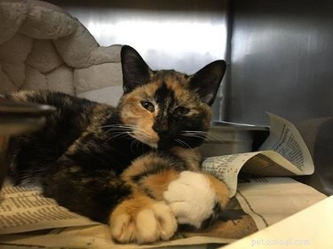 California Wildfire Pets Reunited Thanks to Dedicated Volunteer Rescue Teams