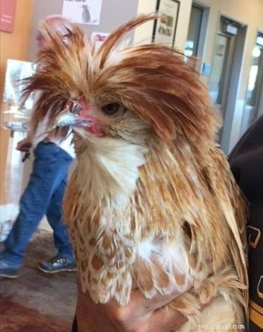 California Wildfire Pets Reunited Thanks to Dedicated Volunteer Rescue Teams