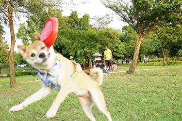 Dogs Go Viral in Humorous ‘Bad Dog Photo’ Hashtag Challenge
