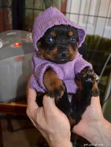 20 Charming Animals Sporting Sweaters This Fall
