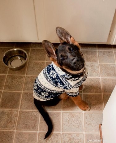20 Charming Animals Sporting Sweaters This Fall