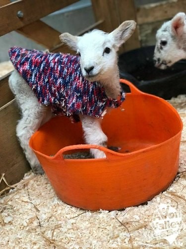 20 Charming Animals Sporting Sweaters This Fall