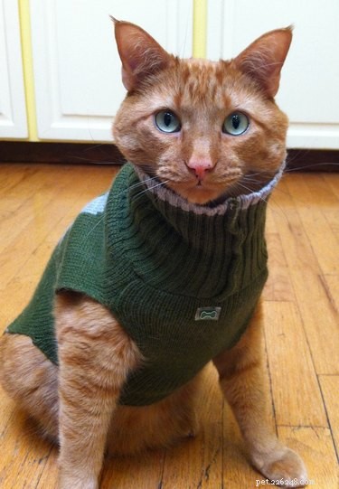 20 Charming Animals Sporting Sweaters This Fall