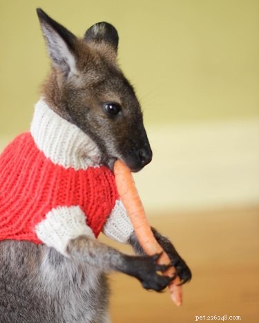 20 Charming Animals Sporting Sweaters This Fall
