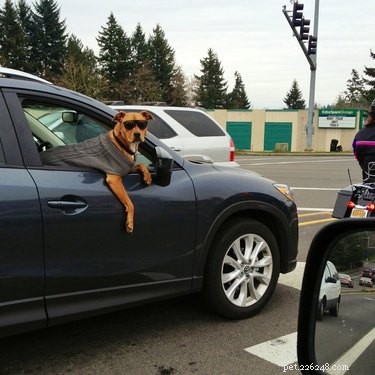 20 Charming Animals Sporting Sweaters This Fall
