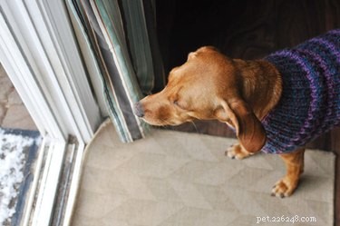 20 Charming Animals Sporting Sweaters This Fall