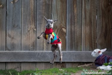20 Charming Animals Sporting Sweaters This Fall