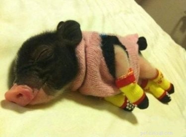 20 Charming Animals Sporting Sweaters This Fall