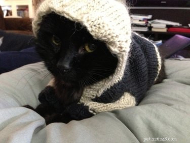 20 Charming Animals Sporting Sweaters This Fall