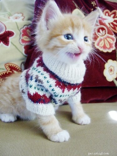 20 Charming Animals Sporting Sweaters This Fall
