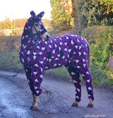 20 Charming Animals Sporting Sweaters This Fall