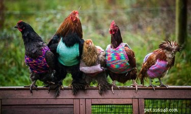 20 Charming Animals Sporting Sweaters This Fall