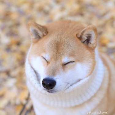 20 Charming Animals Sporting Sweaters This Fall