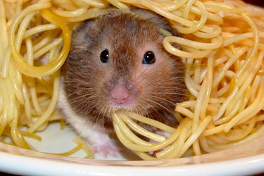 20 Essential Tips for Hosting a Dinner Party with Animal Guests