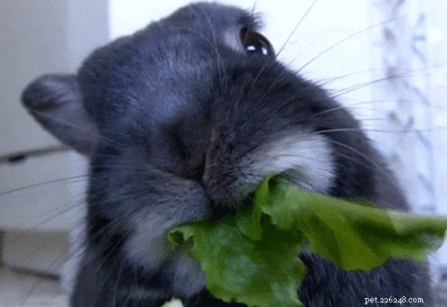20 Essential Tips for Hosting a Dinner Party with Animal Guests
