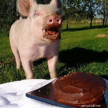 20 Essential Tips for Hosting a Dinner Party with Animal Guests