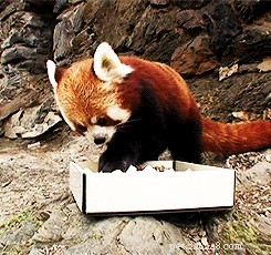 20 Essential Tips for Hosting a Dinner Party with Animal Guests