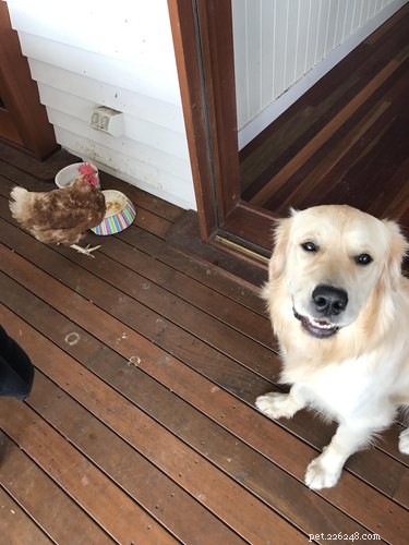 20 Essential Tips for Hosting a Dinner Party with Animal Guests