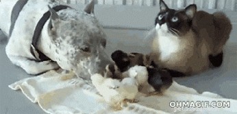 20 Essential Tips for Hosting a Dinner Party with Animal Guests