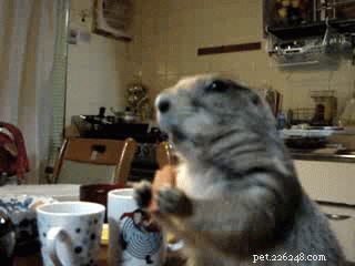 20 Essential Tips for Hosting a Dinner Party with Animal Guests