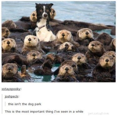 28 Remarkable Animals That Act Like Their Cousins