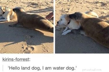 28 Remarkable Animals That Act Like Their Cousins