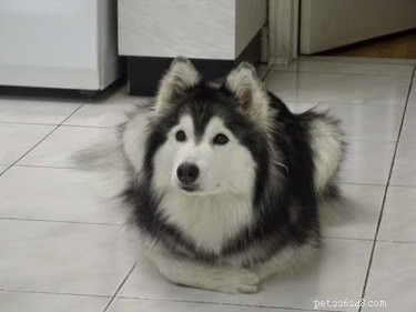 28 Remarkable Animals That Act Like Their Cousins
