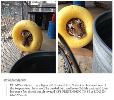 28 Remarkable Animals That Act Like Their Cousins