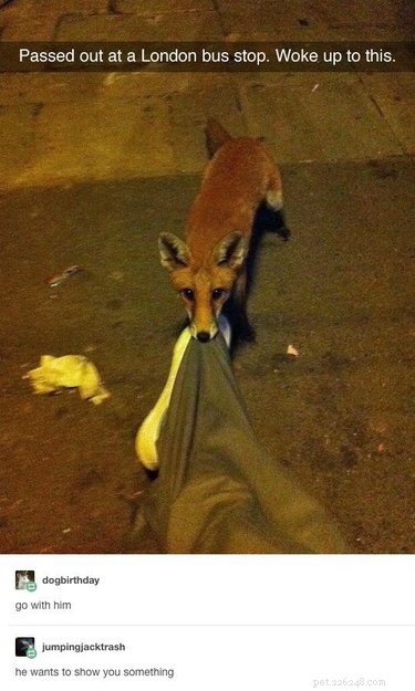 28 Remarkable Animals That Act Like Their Cousins