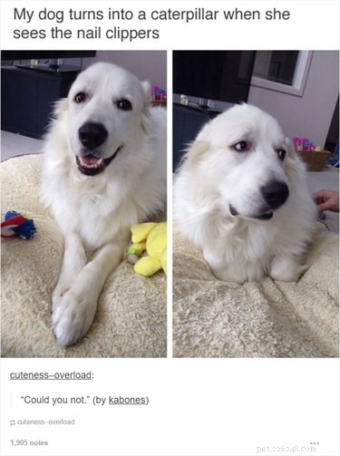 28 Remarkable Animals That Act Like Their Cousins