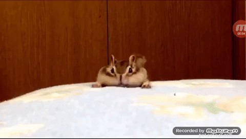Rescued Chipmunk Finds Joy in Fresh Sheets—Heartwarming Discovery