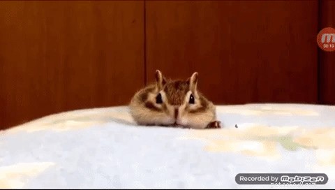 Rescued Chipmunk Finds Joy in Fresh Sheets—Heartwarming Discovery