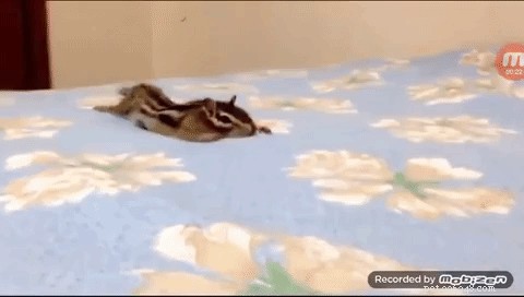 Rescued Chipmunk Finds Joy in Fresh Sheets—Heartwarming Discovery
